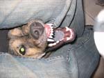 pics 007